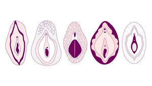 All About Vulva Anatomy
